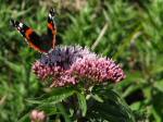 Red Admiral, Glebe Cliffs