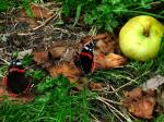 Red Admiral