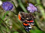 Red Admiral, Slapton Ley