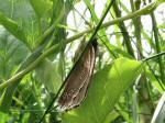 Ringlet