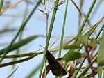 Ringlet