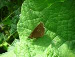 Ringlet