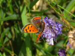 Small Copper