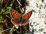 Small Copper