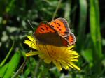 Small Copper