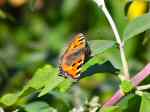 Small Tortoiseshells