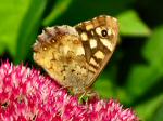 Speckled Wood