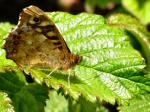 Speckled Wood