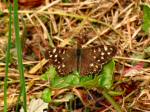 Speckled Wood