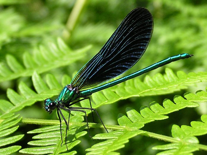 Beautiful Demoiselle