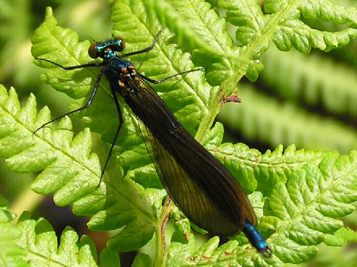 Beautiful Demoiselle