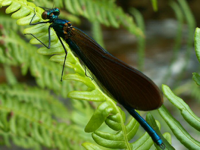 Beautiful Demoiselle