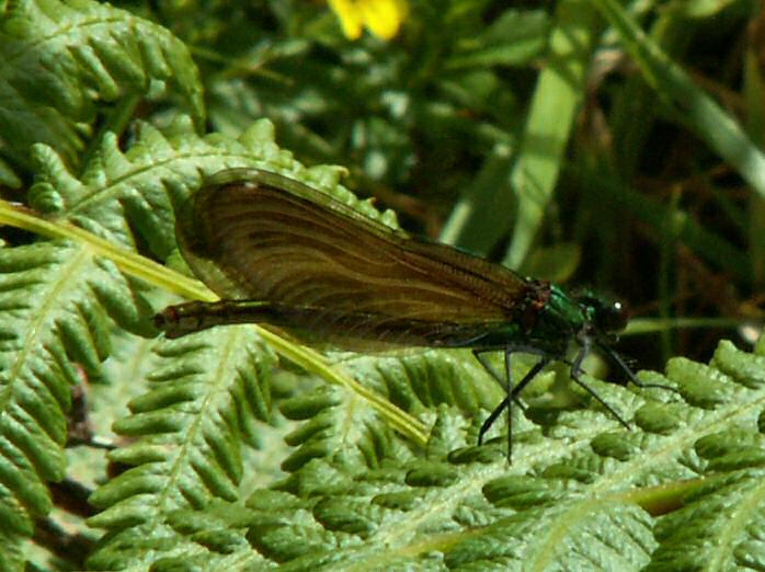 Beautiful Demoiselle