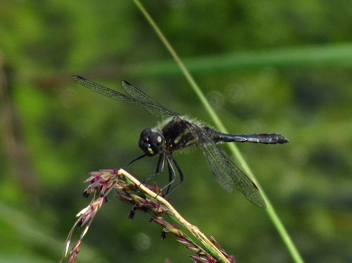 Male Black Darter, Dartmoor