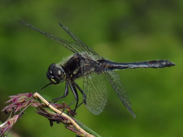 Male Black Darter, Dartmoor