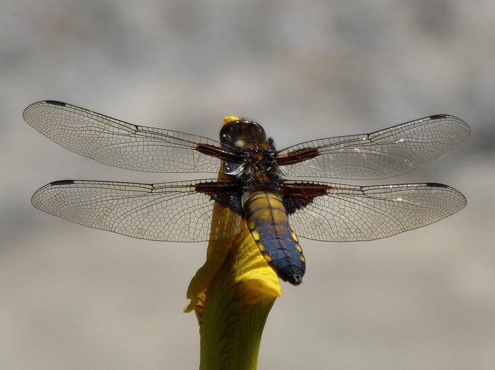 Broad-bodied Chaser