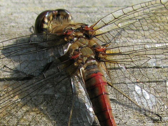 Common Darters, Slapton Ley 12/11/2005