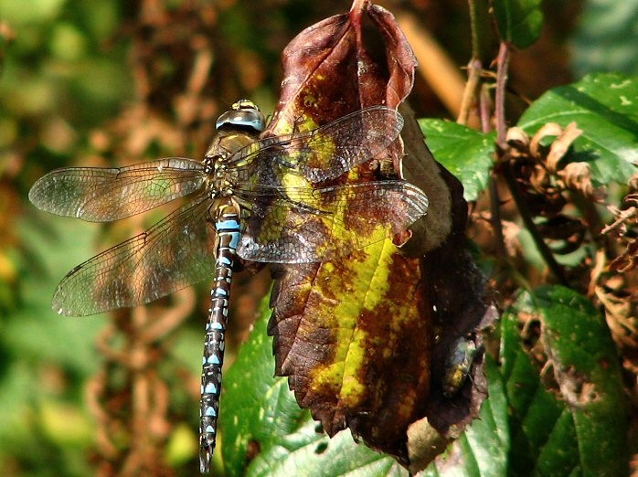 Common Hawker, Dragonfly, Slapton Ley