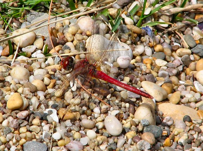 Ruddy Darter - Slapton Ley