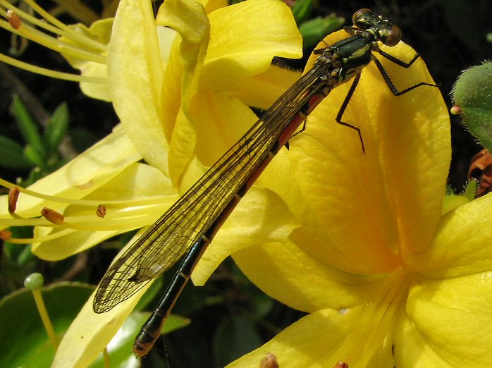 Small Red Damselfly