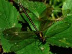 Banded Demoiselle