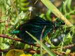 Beautiful Demoiselle