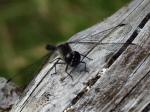 Black Darter