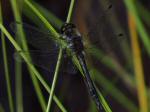 Black Darter