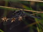 Black Darter