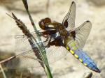 Broad-bodied Chaser