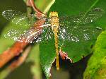 Female Common Darter, Ventnor, Dartmoor