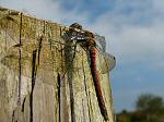 Common Darters, Slapton Ley 12/11/2005