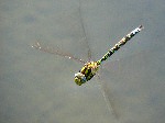 Southern Hawker, Cotehele Gardens