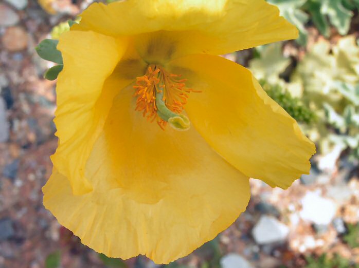 Yellow Horned Poppy, Slapton sands