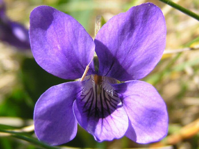 Common Dog Violet, Treknow, Cornwall