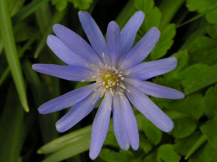 Blue Anenome