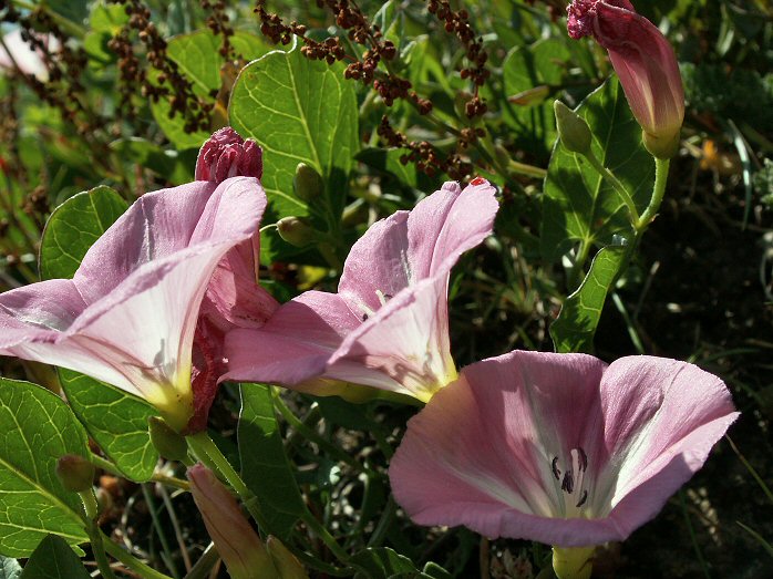 Field Bindweed