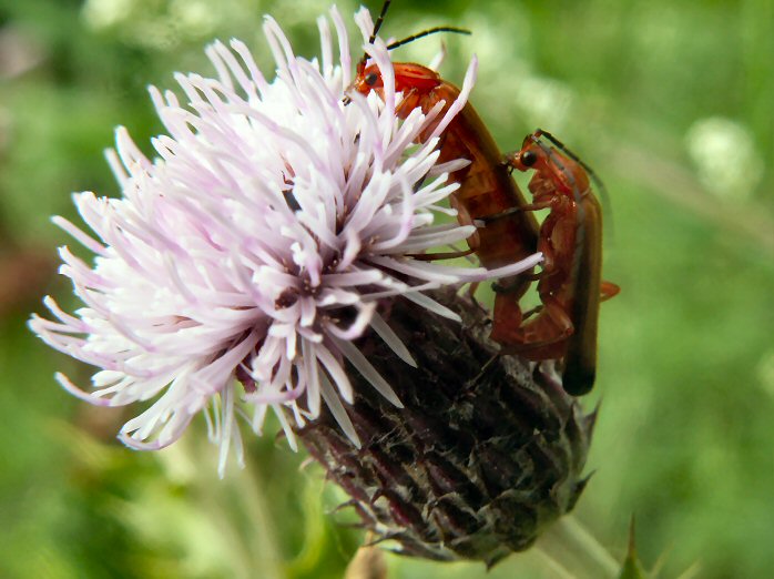 Meadow Thistle