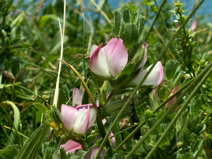 Common Restharrow