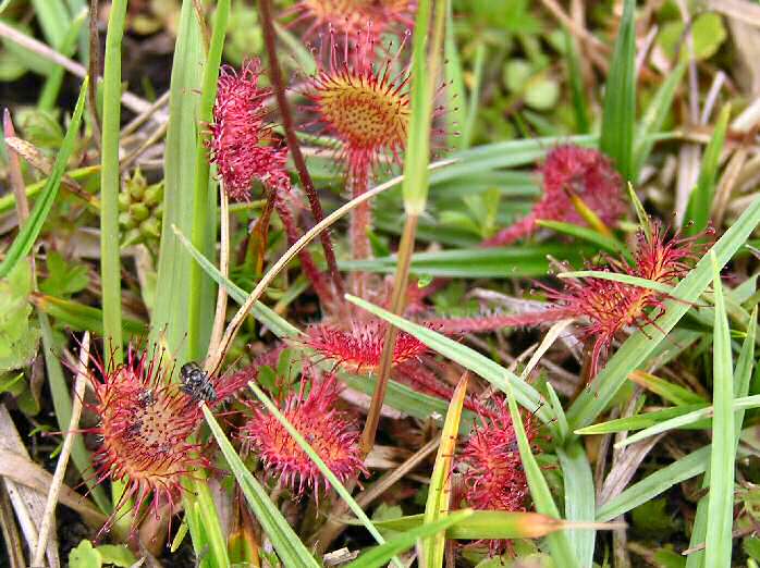 Round-leaved Sundew