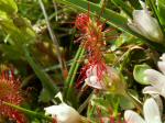 Bog Pimpernel with Sundew