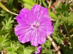 Common Mallow