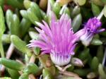 Hottentot Fig