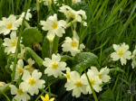 Primroses