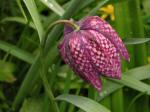 Snake's Head Fritillary