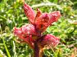 Thyme Broomrape