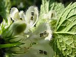 Small Nettle