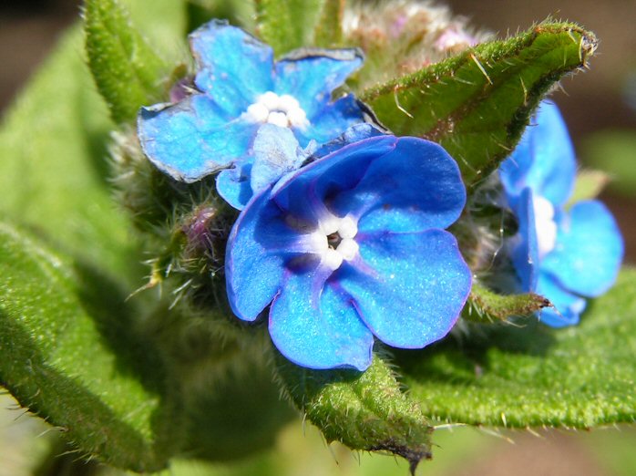 Tufted Forget Me Not