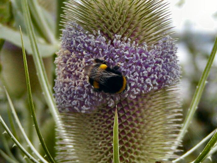 Bee, Teasel plant