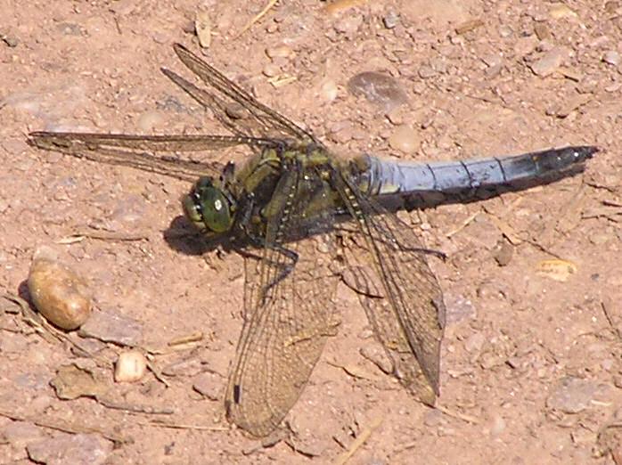 Male Black-Tailed Skimmer, Slapton Ley